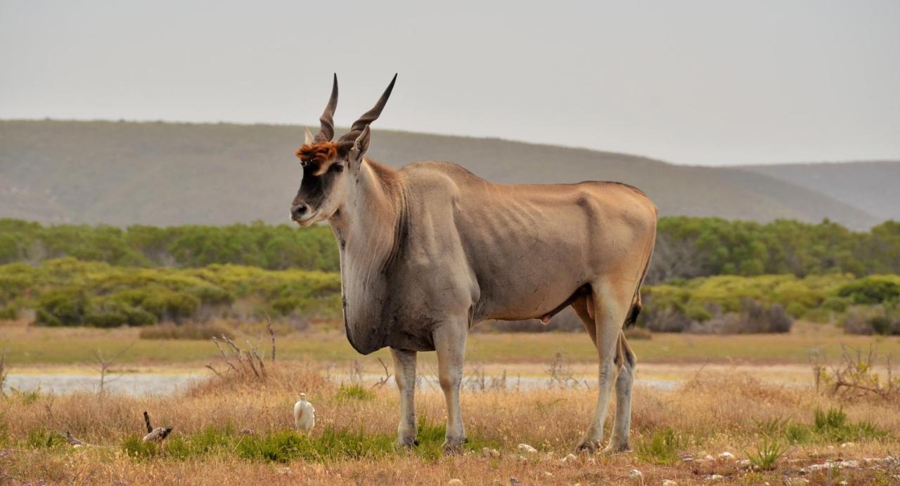 De Hoop Collection - Equipped Cottages De Hoop Nature Reserve Eksteriør bilde