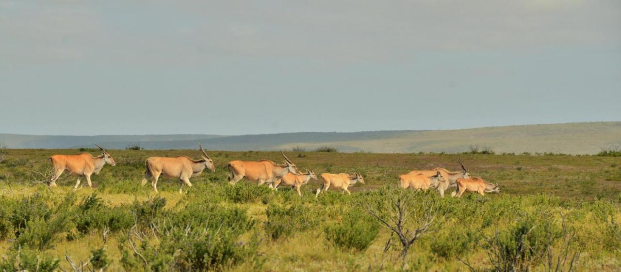 De Hoop Collection - Equipped Cottages De Hoop Nature Reserve Eksteriør bilde