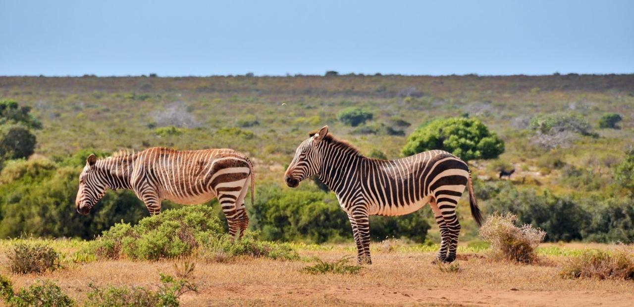De Hoop Collection - Equipped Cottages De Hoop Nature Reserve Eksteriør bilde